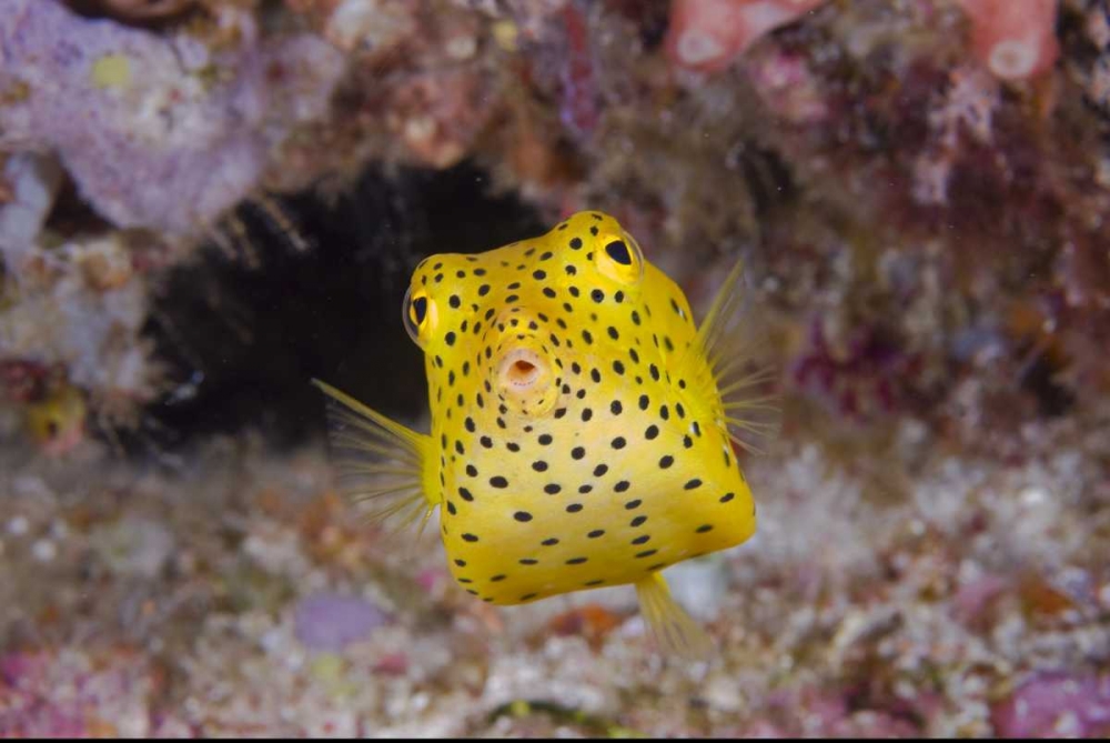 Indonesia, Komodo NP Juvenile box fish